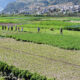 ¡De película! El Valle de las Verduras Gigantes que impresiona al mundo