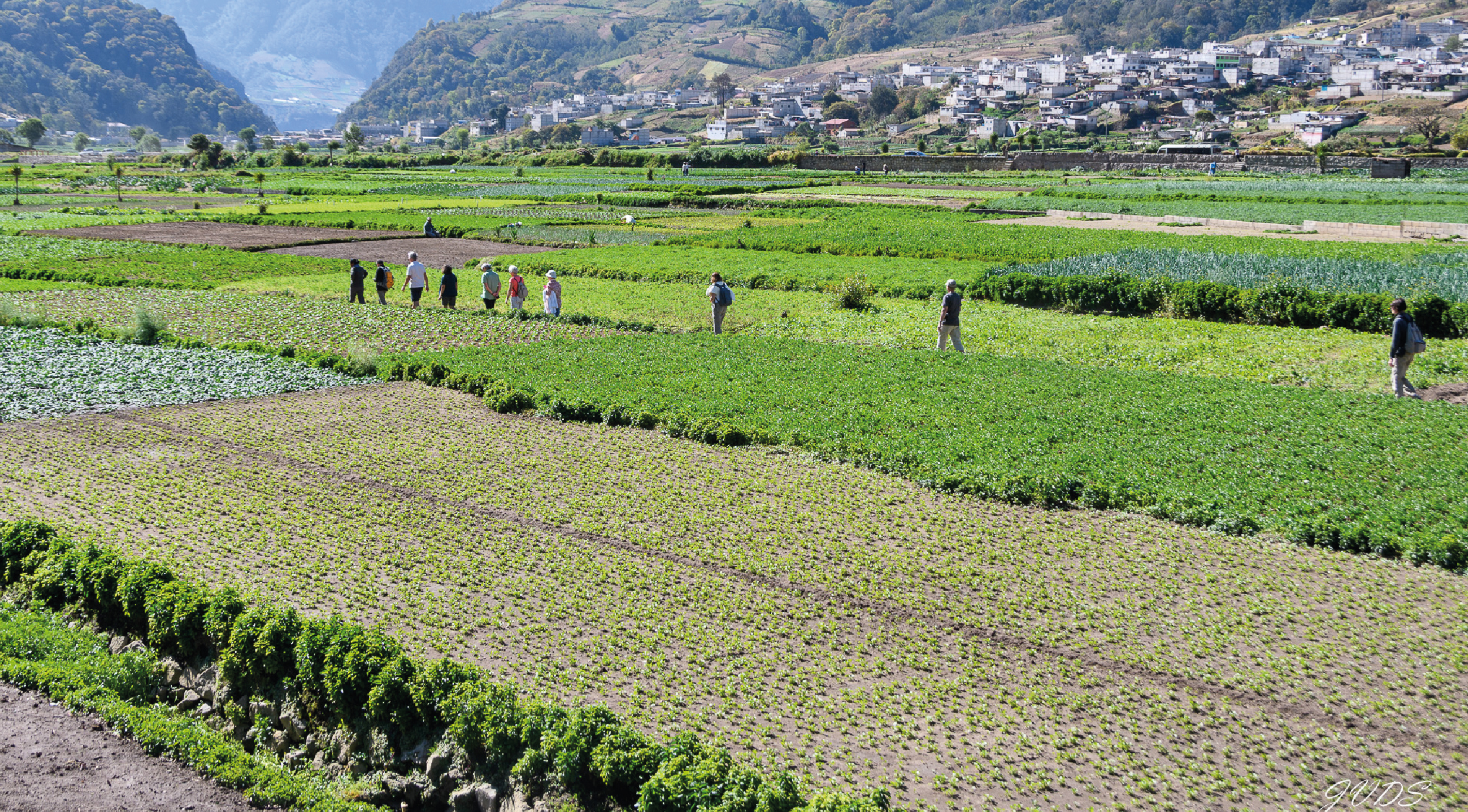 ¡De película! El Valle de las Verduras Gigantes que impresiona al mundo